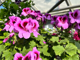 A geranium (also known as pelargonium, or storksbill) grown in the garden, with many pink flower...