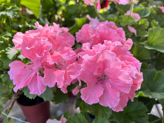 A geranium (also known as pelargonium, or storksbill) grown in the garden, with many pink flower heads and buds.