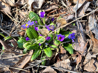 Primrose, primula vulgaris flowers in spring garden.