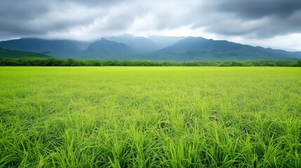 Fototapeta premium Tranquil Asian Landscape: Lush Green Rice Fields Against Cloudy Mountains in Rural Countryside