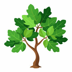 small fig tree with broad  lobed leaves