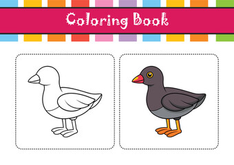  Common Moorhen Bird Colorful Artwork