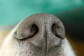 Close-up of nose of dog featuring textured black surface with light brown fur surrounding it.