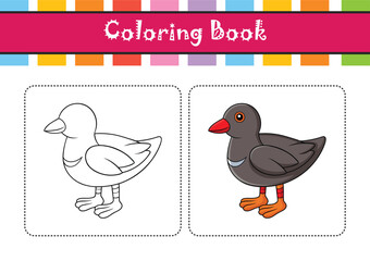  Vivid Common Moorhen Bird Design