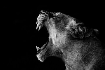Dramatic black and white portrait of a roaring lion on a black background.
