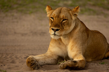 A lioness resting on sandy ground with an alert yet calm expression.