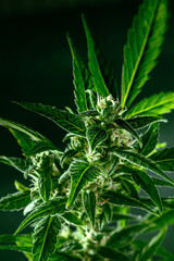 Cannabis plant with green leaves and white flowers, with trichomes, with yellow stigmas, almost ready for harvest, macro shot