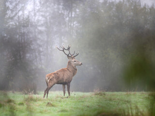 Male Red deer stag of Scotland stretching upon waking in a plain in the fog in a park. Cervus elaphus, Sologne, Loiret 45, région Centre Val de Loire, France, European Union, Europe