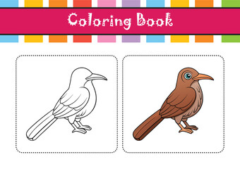  Elegant Curve-billed Thrasher Bird Vector