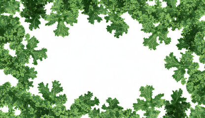 Fresh Kale Leaves Frame on White Background