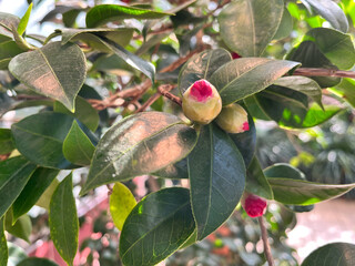 Close-up of red flower and bud of camellia japonica growing in green leaves.