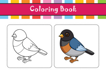  Stunning Dark-eyed Junco Bird Vector