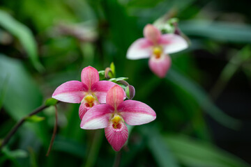 Stunning macro shot of an orchid flower, capturing intricate petal details and vibrant colors.
