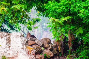 A tranquil nature scene with a resting cat perched atop a moss-covered stone wall surrounded by lush green foliage. The peaceful background of trees adds a harmonious touch to this organic setting.