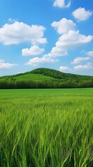 Fototapeta premium Lush Green Wheat Field Under Blue Sky and Rolling Hills