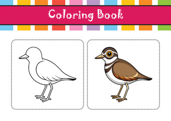  Bright Killdeer Bird Artwork
