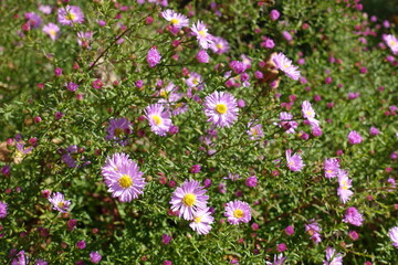 Not fully opened pink flowers and buds of Michaelmas daisies in October