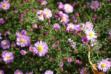 Obraz premium Several pink flowers of Michaelmas daisies in October