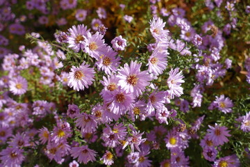 Volume of pink flowers of Michaelmas daisies in October