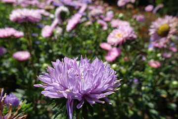 Plenitude of violet and pink flowers of China asters in August