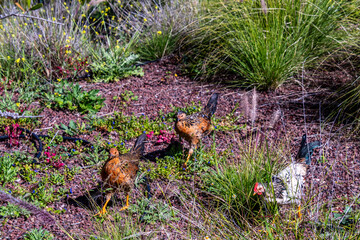 Gallinas sueltas en el Puerto de la Cruz, Tenerife.