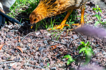 Gallinas sueltas en el Puerto de la Cruz, Tenerife.