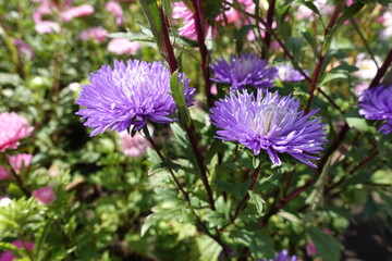Several pink and violet flowers of China asters in September