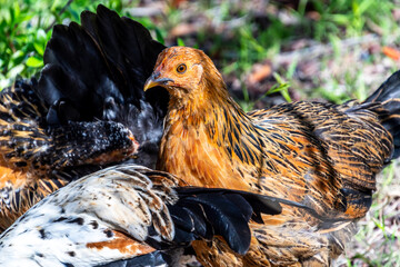 Gallinas sueltas en el Puerto de la Cruz, Tenerife.