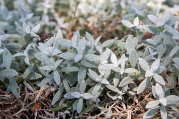 Cerastium tomentosum (snow-in-summer) is an herbaceous flowering plant and a member of the family Caryophyllaceae
