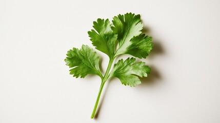 Fresh Green Cilantro: The Aromatic Herb for Vibrant, Healthy Cooking and Delicious Recipes