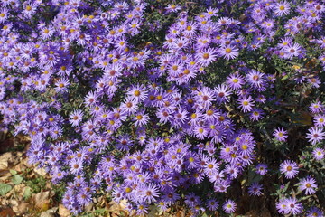 Obraz premium Profusion of violet flowers of Michaelmas daisies in October