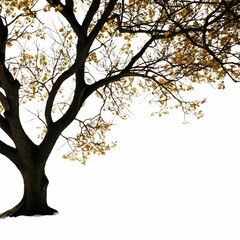 Fototapeta premium Exposure of a solitary tree in an expansive backdrop, illuminated by natural lighting.