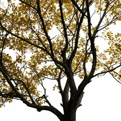 Fototapeta premium A tree with golden-yellow leaves against a clear white background.