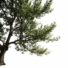 A solitary tree stands alone in a bright, sunny setting against a stark white backdrop