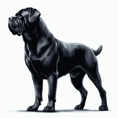 Obraz premium Cane Corso dog isolated watercolor vector illustration svg