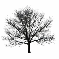 A black-and-white, isolated tree with no leaves or foliage on a white background