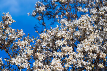 White magnolia blossoms under blue sky