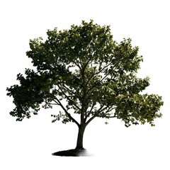 A single, leafy tree stands prominently in a stark white background