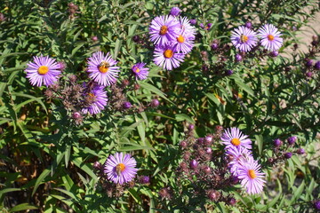 Fototapeta premium Vibrant purple flowers of Symphyotrichum novae-angliae with bees in October