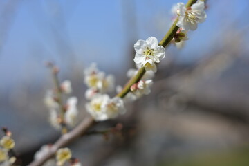 Obraz premium 매화