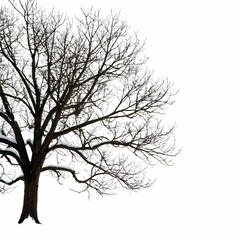 Fototapeta premium Isolated tree on a white background for architectural use