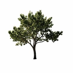 Isolated tree on a white background for architectural use