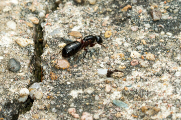 Schwarze Rossameise (Camponotus herculeanus)	