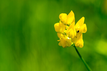 Blüten des Gewöhnlichen Hornklee	