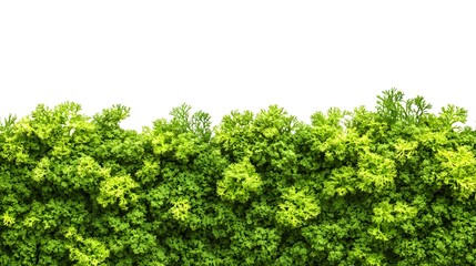 Obraz premium Lush green moss wall long title Lush verdant green moss wall a natural organic backdrop with its dense textured foliage category Plant and Flowers