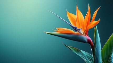 Vibrant Bird of Paradise flower close-up