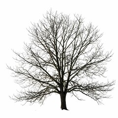 Silhouette of a leafless tree against a white background