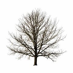 A solitary, leafless tree stands against a plain white background, casting long shadows.