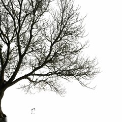 Obraz premium A large tree with bare branches in front of a bright white background