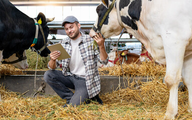 Farmer holding digital tablet inspecting a cow at dairy farm.